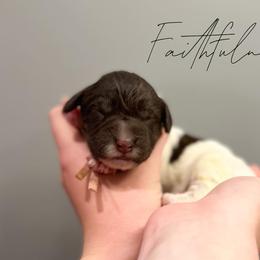 Assorted Doodle Crosses and Newfoundland Puppies from Bluegrass Newfypoos