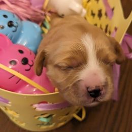 Fre - Apricot Cavapoo puppy in Lincolnton, North Carolina from Home Sweet Home Puppies