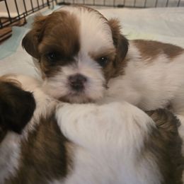 Mitzie - Gold and white female Shih Tzu puppy in Greensburg, Pennsylvania from JuJenn Shih Tzus