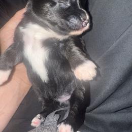 Girl 1 - Black female Pomsky puppy in Enumclaw, Washington from Rainier Mountain Pomsky’s LLC