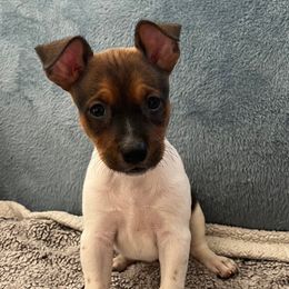 Hunter - Red white and sable male Rat Terrier puppy in Red Bluff, California from Sugar Baby Bostons