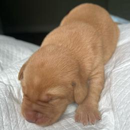 Red boy - Yellow male Labrador Retriever puppy in Monticello, Georgia from Hollow Meadows Retrievers