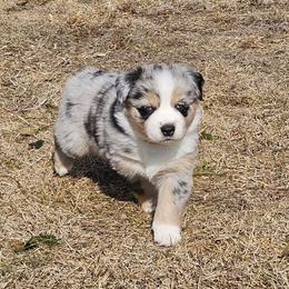 Tuk - Blue merle female Miniature Australian Shepherd puppy in Orrtanna, Pennsylvania from Mountain Top Shepherd's