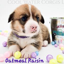 Oatmeal Raisin - Red female Pembroke Welsh Corgi puppy in Kiowa, Colorado from Cool Water Corgis LLC