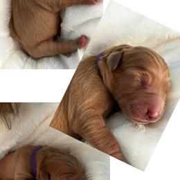 Golden Retriever Puppies from Rosie’s Goldies