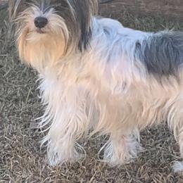 Willow - Yorkshire Terrier
