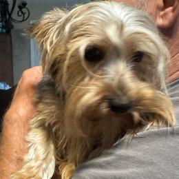 Randy - Yorkshire Terrier