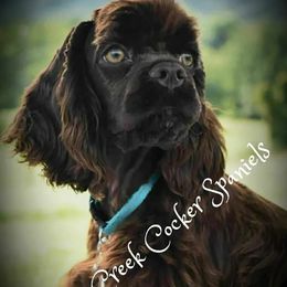 Cocker Spaniels from Stephanie Begley