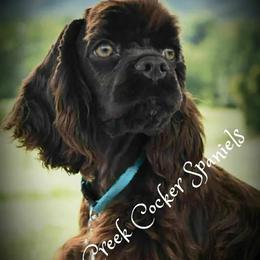 Cocker Spaniels from Stephanie Begley