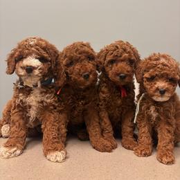 Green Collar Boy - Red  male Poodle puppy in Bristol, Tennessee from 4goldendoodles
