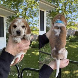 Honeys Teal - Red black and white female Beagle puppy in Brownsville, Oregon from Beagles on the Run