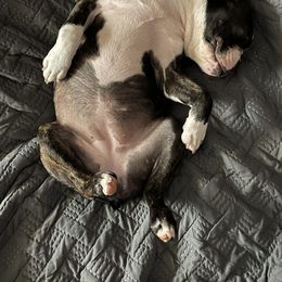 Boston Terrier Puppies from Bonze Boston Terriers