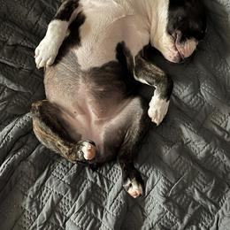 Boston Terrier Puppies from Bonze Boston Terriers