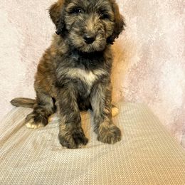 Aussiedoodle, Australian Shepherd, Bernedoodle, Cockapoo, and Poodle Puppies from Sis' Doodles & Poodles