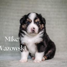 MIKE WAZOWSKI - Black tri male Miniature American Shepherd puppy in Puyallup, Washington from FERGI’S GEMINI MAS