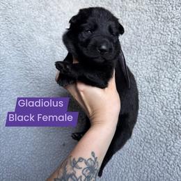 Gladiolus - Black female German Shepherd puppy in New Cambria, Missouri from Des Hausraben Shepherds
