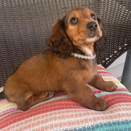 Dachshund Puppies from Foster’s Dachshunds