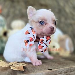 Casper 4500 - Merle male Chihuahua puppy in Piqua, Kansas from Cute As A Cupcake Chihuahuas