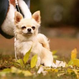 Bobby - Chihuahua