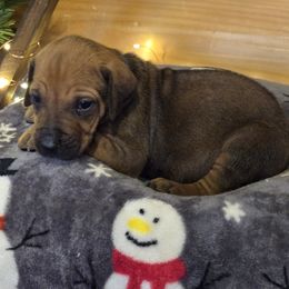 Jamie Blue collar - Rd whtn blk nose male Rhodesian Ridgeback puppy in Gaffney, South Carolina from Circle D Farms