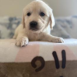 Monday ( Light Pink Collar Girl ) - Light golden female Golden Retriever puppy in Phoenix, Arizona from Star Raised Goldens