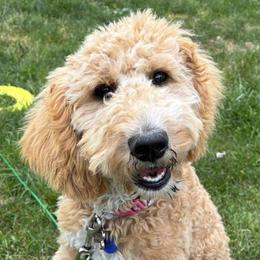 Goldendoodle Puppies from Hannah Mae Doodles