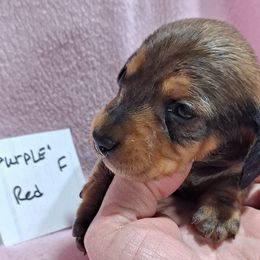 Purple Girl - Red Dachshund puppy in Poplar Bluff, Missouri from BW Poodles and Dachshunds