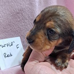 Purple Girl - Red Dachshund puppy in Poplar Bluff, Missouri from BW Poodles and Dachshunds
