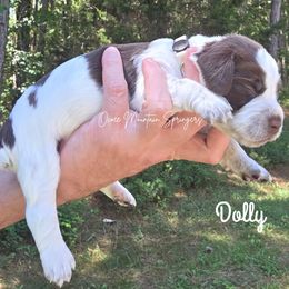 Dolly - Liver white and roan female English Springer Spaniel puppy in Ocoee, Tennessee from Ocoee Mountain Springers