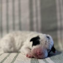Blizzard - Parti male Poodle puppy in Quitman, Mississippi from P&D Palace