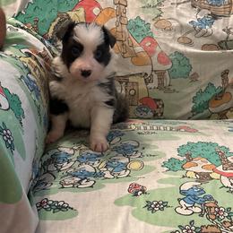 Boy 3 - Blue male Border Collie puppy in Defuniak Springs, Florida from Blue Cypress Stock dogs