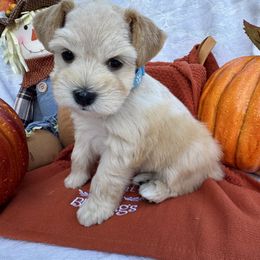 Trigger - Wheaten male Miniature Schnauzer puppy in Harvest, Alabama from Walker Miniature Schnauzers