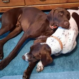 German Shorthaired Pointer Puppies from Edonja German Shorthaired Pointers