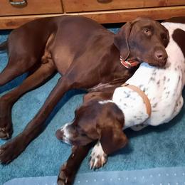 German Shorthaired Pointer Puppies from Edonja German Shorthaired Pointers