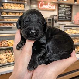 Snickerdoodle- Yellow Collar - Black male Goldendoodle puppy in Bay City, Texas from Charming Doods Goldendoodles