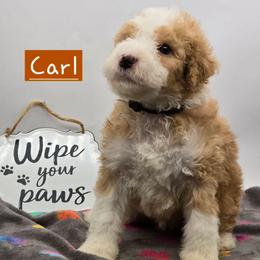 Carl - Red male Bernedoodle puppy in Neillsville, Wisconsin from Granton Creek