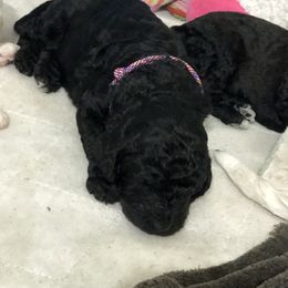 Poodle Puppies from Southern Standards