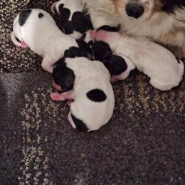 Boy 4 - White black and tan male Papillon puppy in Fulton, Missouri from Papillon Love