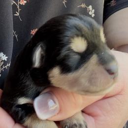 Buddy - Black and silver male Miniature Schnauzer puppy in Hull, Georgia from Ardent Miniature Schnauzers of Athens