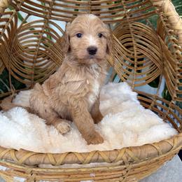Boy 2 - Red male Aussiedoodle puppy in Pomona, California from Socal Aussiedoodles