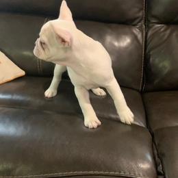 Boxer and French Bulldog Puppies from Beachside Boxers and Frenchies