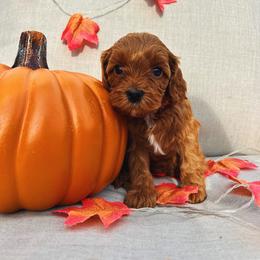 Assorted Doodle Crosses and Cavapoo Puppies from CavaloveNJ