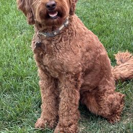 Bella - Australian Cobberdog