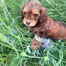 Savannah - Chocolate female Australian Labradoodle puppy in Millville, California from Hope Lane Kennels