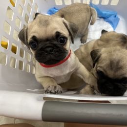 Pug Puppies from 901 Pugs
