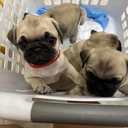 Pug Puppies from 901 Pugs