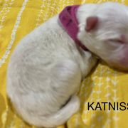 Katniss - White American Eskimo Dog puppy in West Jordan, Utah from Ketura’s Angels Kennels