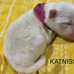 Katniss - White American Eskimo Dog puppy in West Jordan, Utah from Ketura’s Angels Kennels