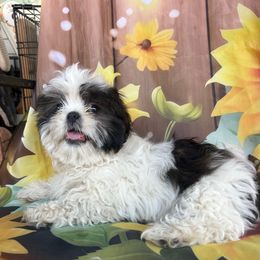 Lora - Shih Tzu - Black gold and white female Shih Tzu puppy in Chariton, Iowa from Mia Lucky Maltese