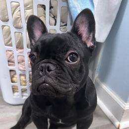 Wednesday - Black female French Bulldog puppy in Pennsylvania from R & C French Bulldogs